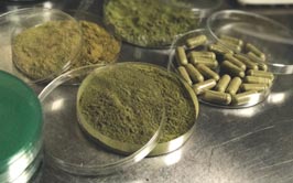 Kratom Testing Laboratory Grand Rapids, MI
